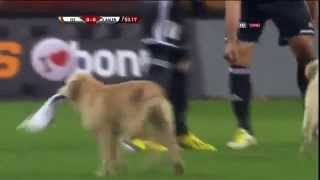 Galatasaray - VfR Aalen maçında sahaya iki köpek girdi