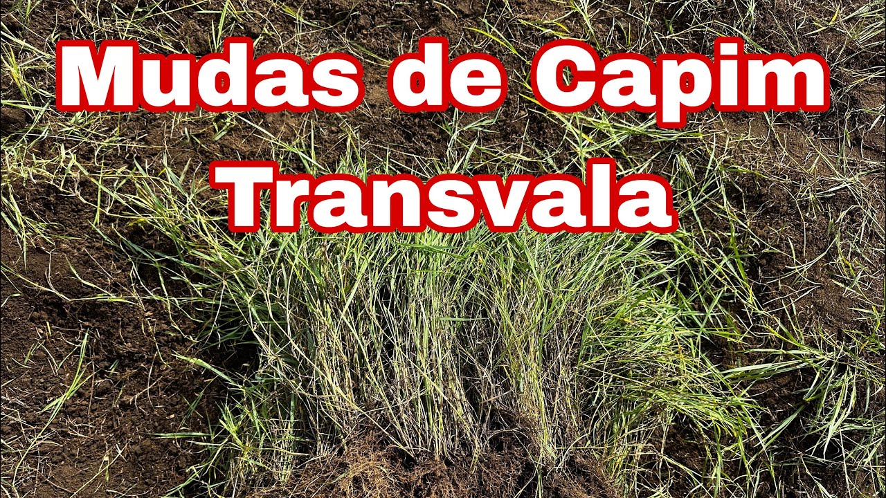 Veja como plantar o melhor capim para cavalos