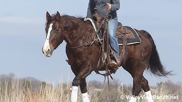 VV Miss Whiskey Baby***For info, price, etc., go to our website***ValleyViewRanch.net