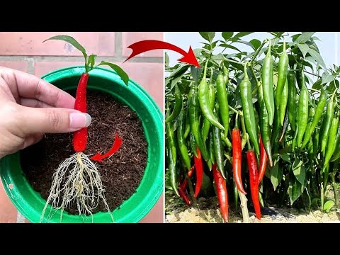 With One Small Chilli To Grow Chili Tree Plant At Your Home - YouTube