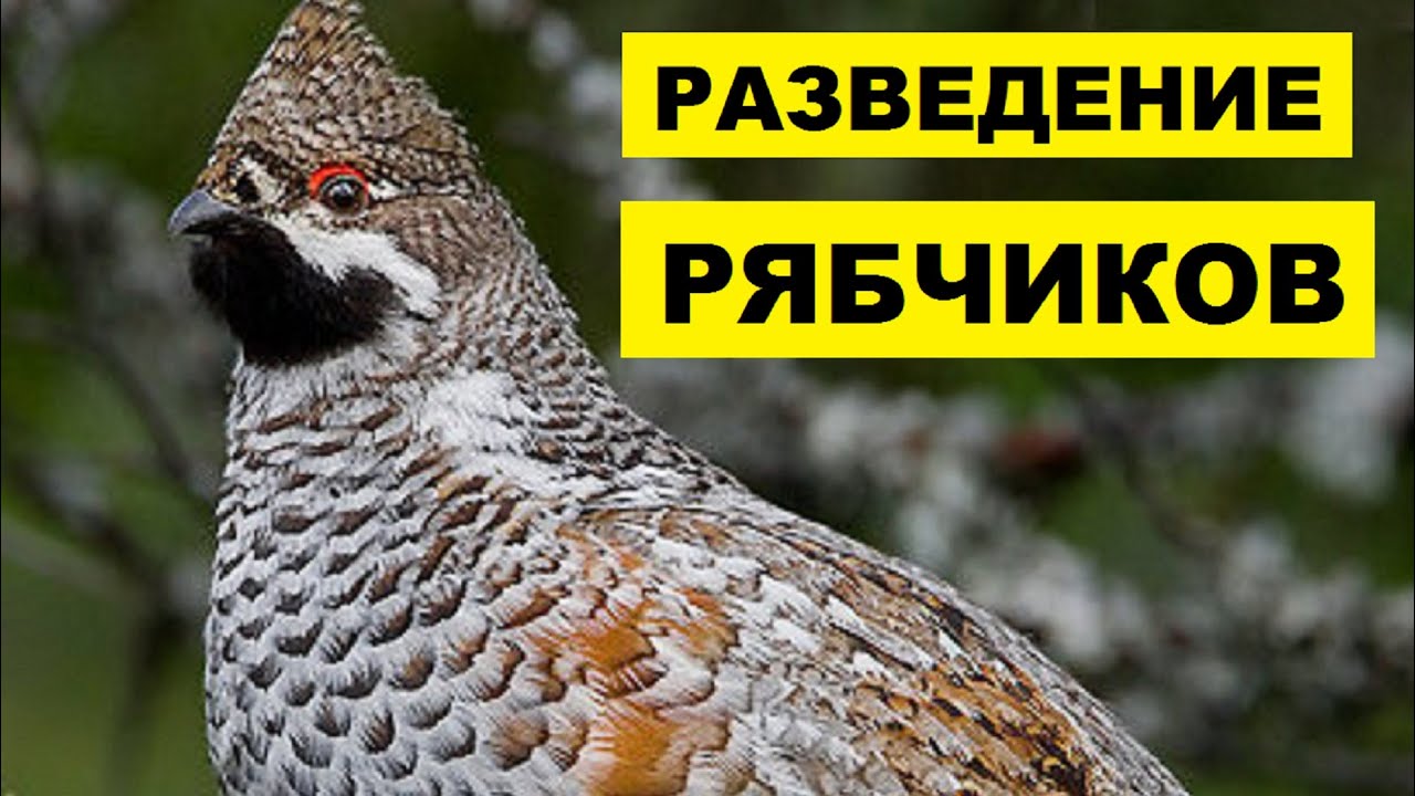 Разведение рябчиков в домашних условиях как бизнес | Дичеразведение | Домашние рябчики