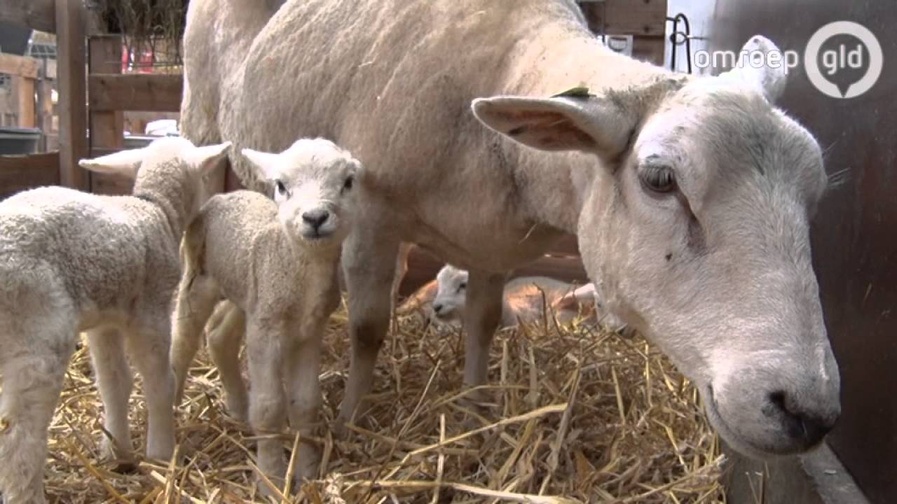 Schaap krijgt vijf lammetjes YouTube