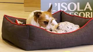 La Scelta Del Cane Giusto