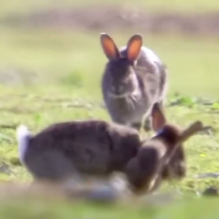 The weasel may look small and cute, but it’s a fearless hunter. # ...