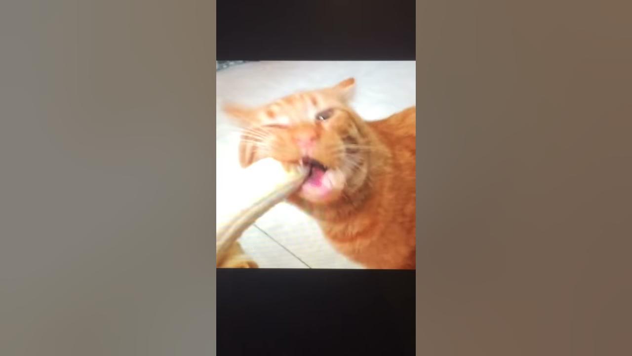 Cat sucking banana - YouTube