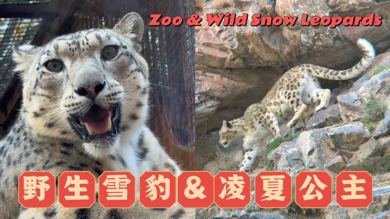 看看野生雪豹与凌夏公主气质有何不同