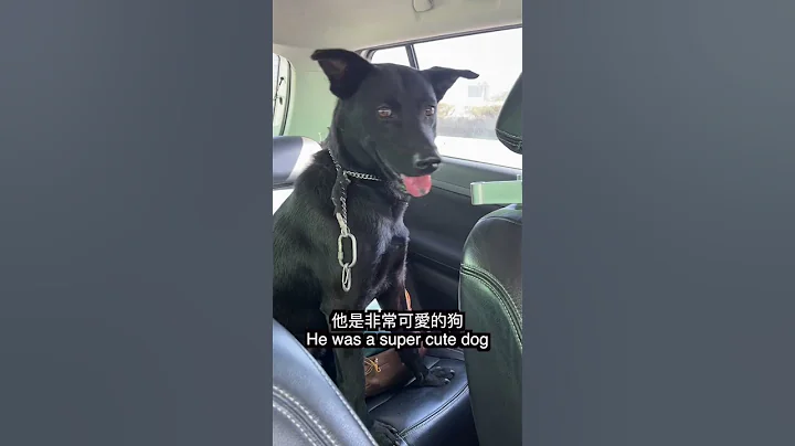 我们在台湾救了一只狗 🇹🇼 We rescued a dog #台湾 #🇹🇼 #外国人 - 天天要闻