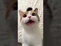 Wait for the Meow! 😻 Cutest Cat Ever! #cat #cute #pets #kitten