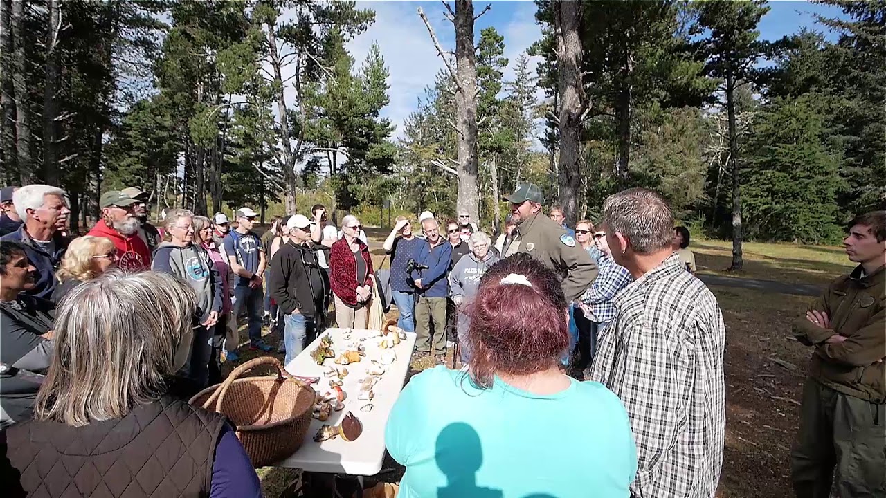 Mushroom Hike at Fort Stevens State Park 2019 YouTube