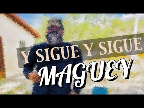 PODCAST Y SIGUE Y SIGUE MAGUEY NUEVA LLAMADA O722