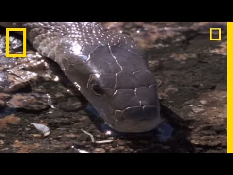 Video: The fastest snake: structure and methods of movement