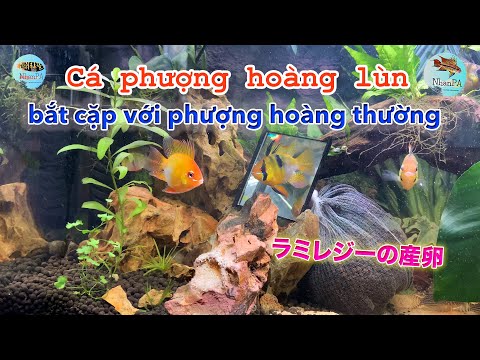Video Cá phượng hoàng KHÁC LOẠI bắt cặp sinh sản - youtube