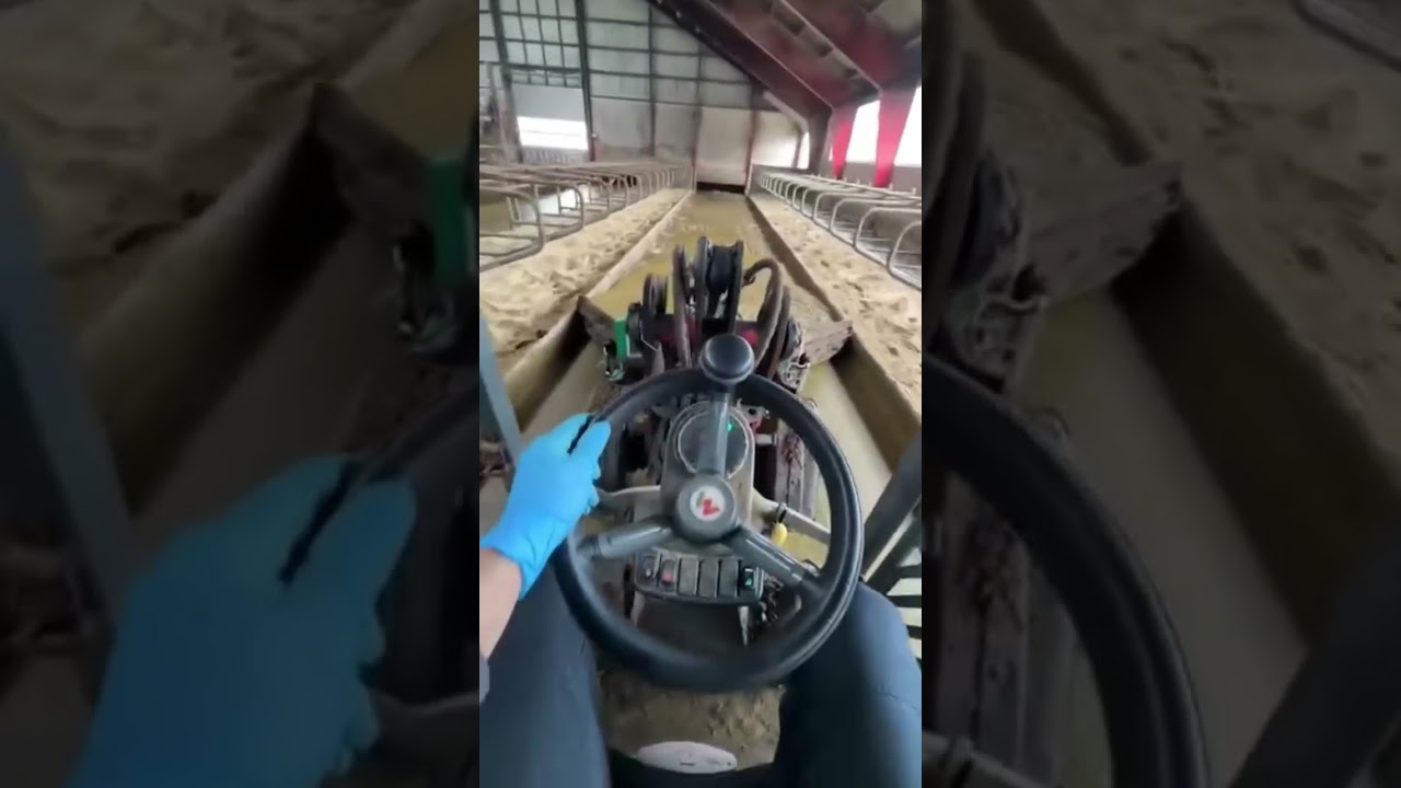 Dairy Farm Cleaning #FarmHygiene#CowShed#ShedCleaning#CleanFarm#AnimalHusbandry