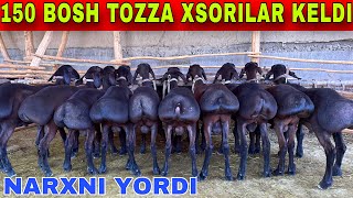 DOSTONBEK 150 BOSH TOZZA XSORILARNI OLIB KELDI SHOSHILING