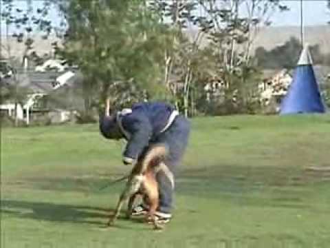 Havok du Dantero - FR Training