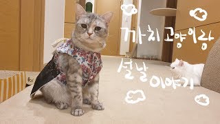 고양이들이 더 귀여워졌어요!