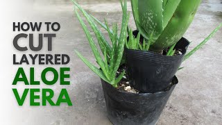 How To Cut Layered Aloe Vera Plant