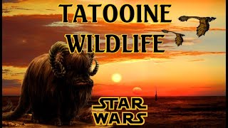 Tatooine wildlife