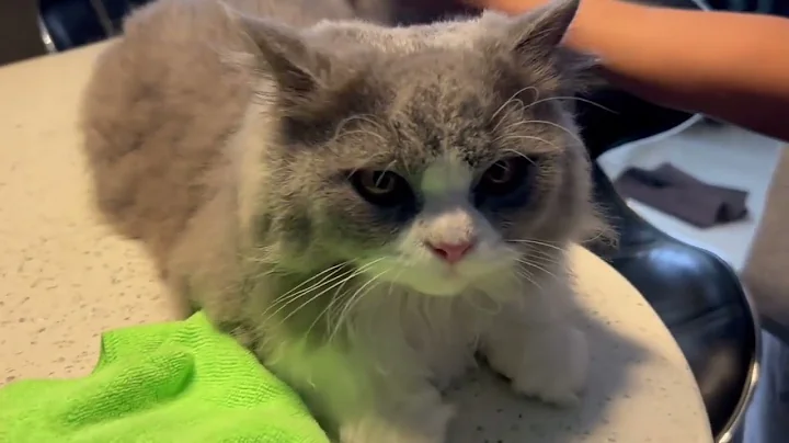 Video 10133871: fluffy persian kitten, cute kitten eyes, kitten cleaning, kitten cute love, grooming