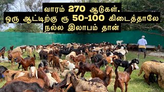 ஆடு வளர்க்கவில்லை. விற்பனை மட்டும் செய்கிறேன் | Goats in Chennai screenshot 3