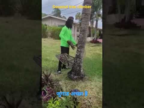Coconut tree climbing