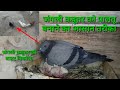 Junglee kabutar ko paltu kaise banaye || wild pigeon ko paltu kaise banaye ||