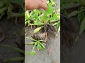 बात तो सही है😂 #sanskritivlogs #comedyvideo #funnyvideo #comedyshort #जलकुंभी #naturevideo #greenery
