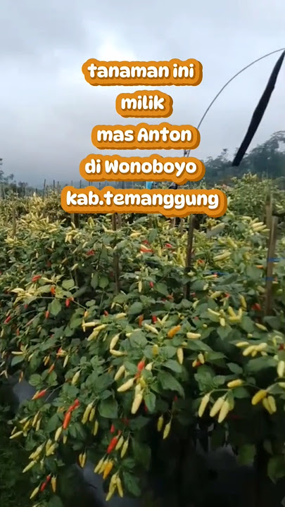 chili fertilization #agriculture #chili #organic soil improvement fertilizer #