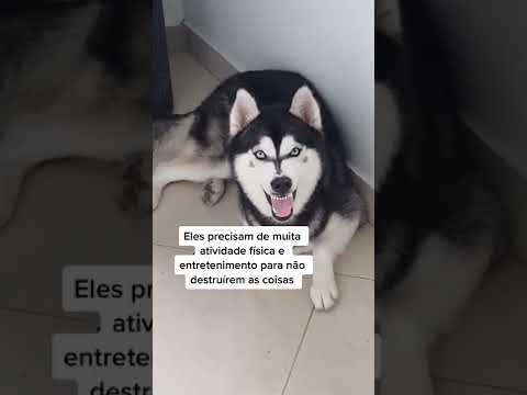 Vídeo: 10 selfies fotogênicas de animais de estimação que vão fazer você sorrir