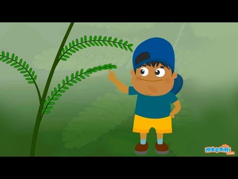 حقایق گیاهی را لمس نکن - Mimosa Pudica (با روایت) علم | فیلم های آموزشی موکومی