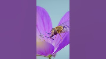 Hoverfly #nature #insects #wildlife #animals #angels