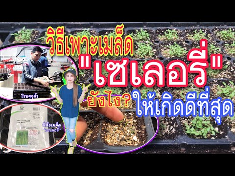 วีดีโอ: การรวบรวมเมล็ดเซ็ท - เคล็ดลับในการปลูกเซ็ทเซ็ทจากเมล็ด