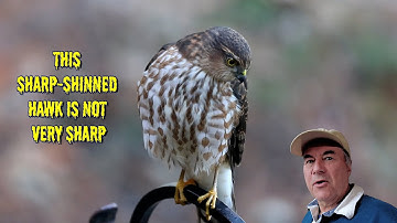 Sharp-shinned Hawk - YOUNG and DUMB