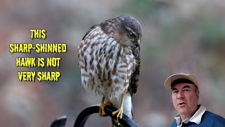 Sharpshinned Hawk  YOUNG and DUMB