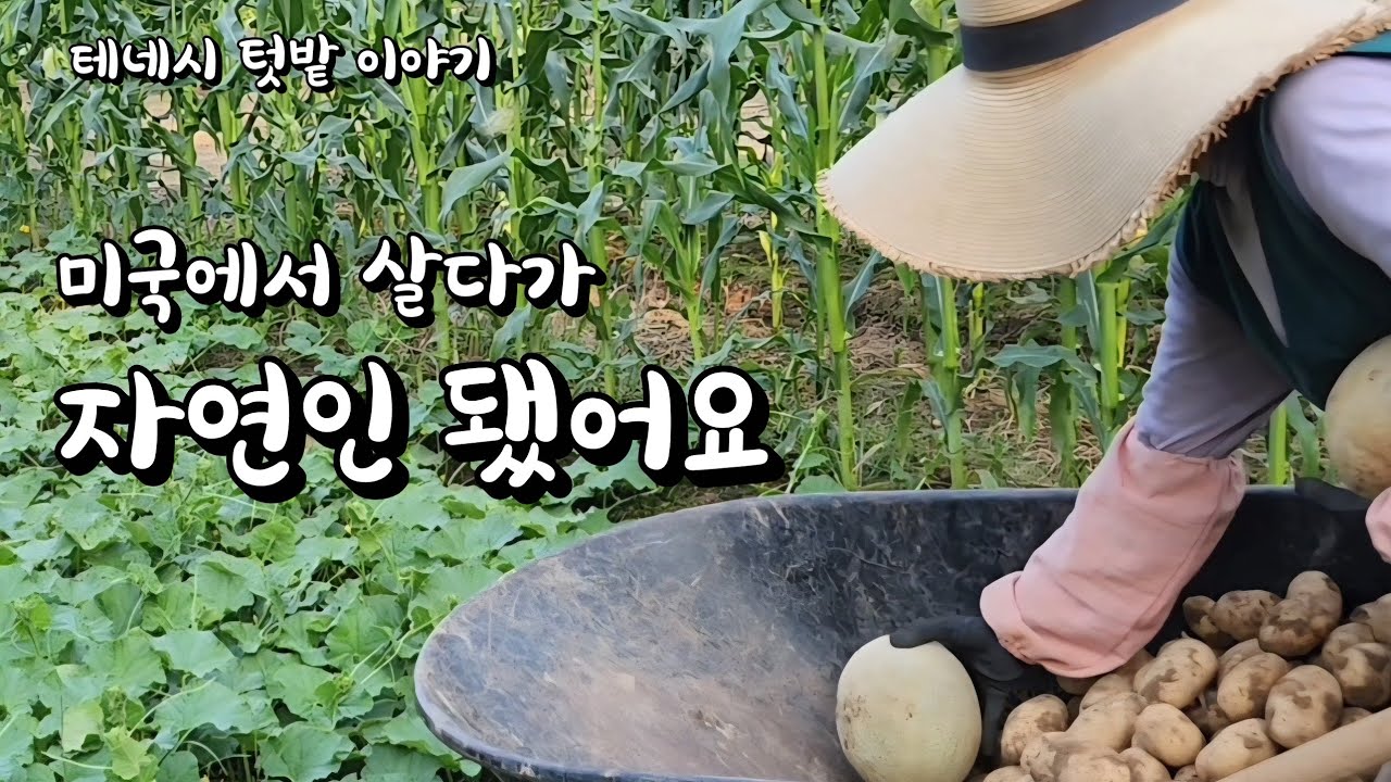 [미국 테네시] 🌱 자연이 이끄는 대로 흙속에 묻혀 살래요 #시골생활 #farming #수확