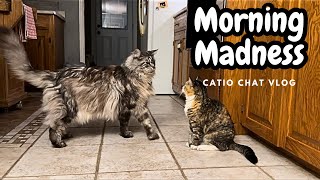 Cat Fights?? No Way!! #animals #pets #catvideo #cats #catlover