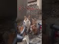 続きは本編へ。母猫が子供達を連れて来た！人間を信頼してくれる野良猫。
