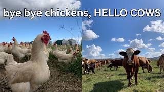 Why this Farmer moves his cows 3 times a day (it's not what you think)
