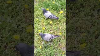 APRIL💚АПРЕЛЬСКИЙ ДЕНЬ#shorts #beautiful#moments#spring#birds#весна#