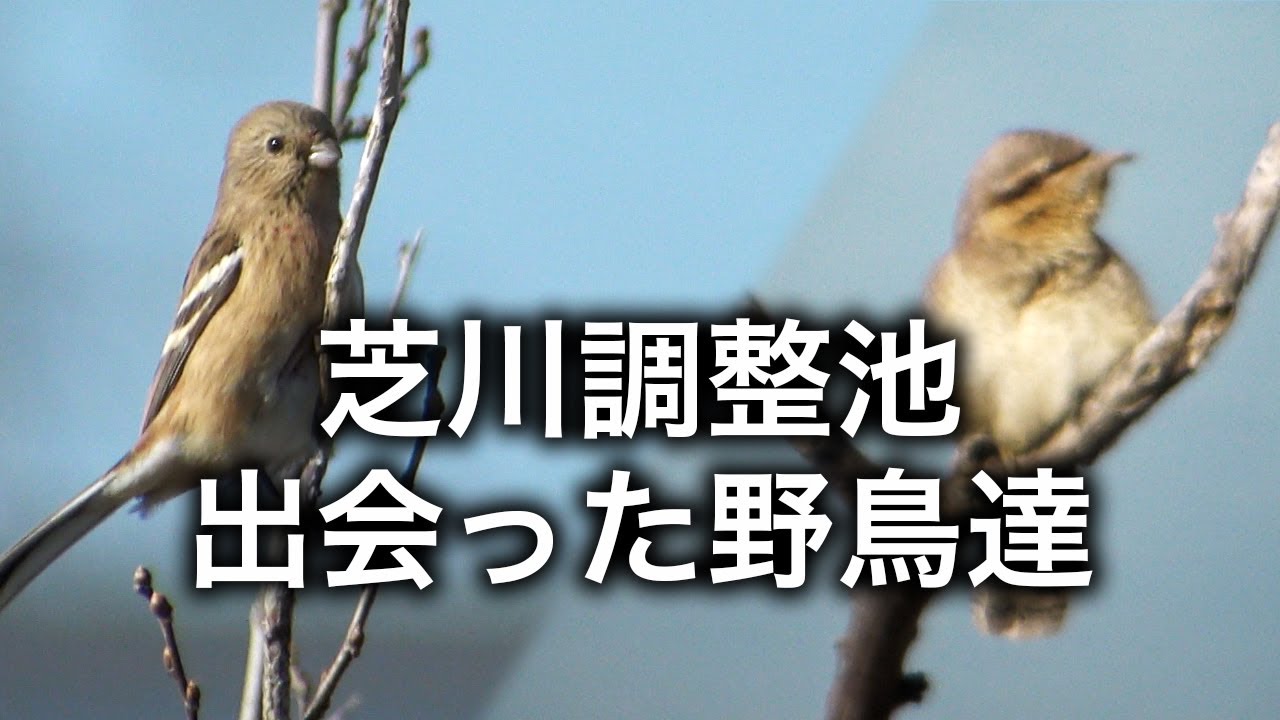 野鳥撮影 野鳥動画 芝川第一調整池で出会った野鳥達 12月バードウォッチング 4k Youtube 野鳥撮影 野鳥動画 芝川第一調整池で出会った野鳥達 12月バードウォッチング 4k Youtube