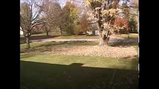 fall leaves 2