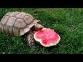 How a Tortoise Eats Watermelon