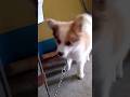 kittu dog my pet dog name kittu #dog #doglover  #shorts