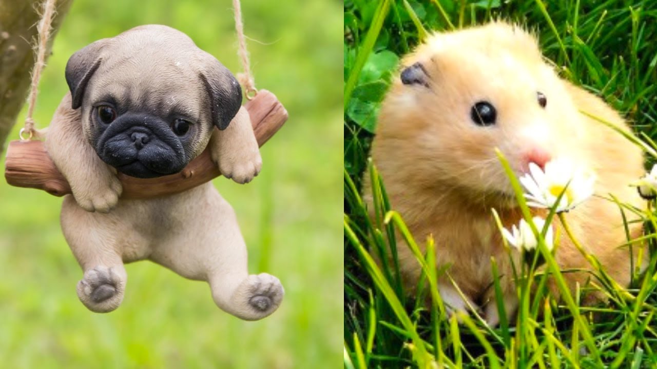 Cute baby animals Videos Compilation cute moment of the animals