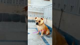 Pitbull Terrier Punjab Dog Lover