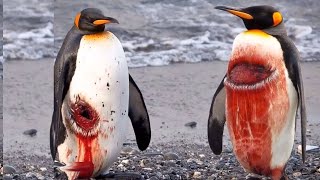 الجانب المظلم من حياة طائر البطريق المسكين .. اتعس مخلوق على وجة الارض Penguin | عالم الحيوان