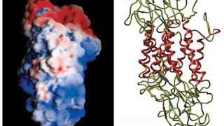 Dopamine Transporter Wikipedia Audio Article