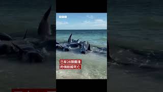 過百領航鯨擱淺澳洲海灘－ BBC News 中文 #shorts #澳洲