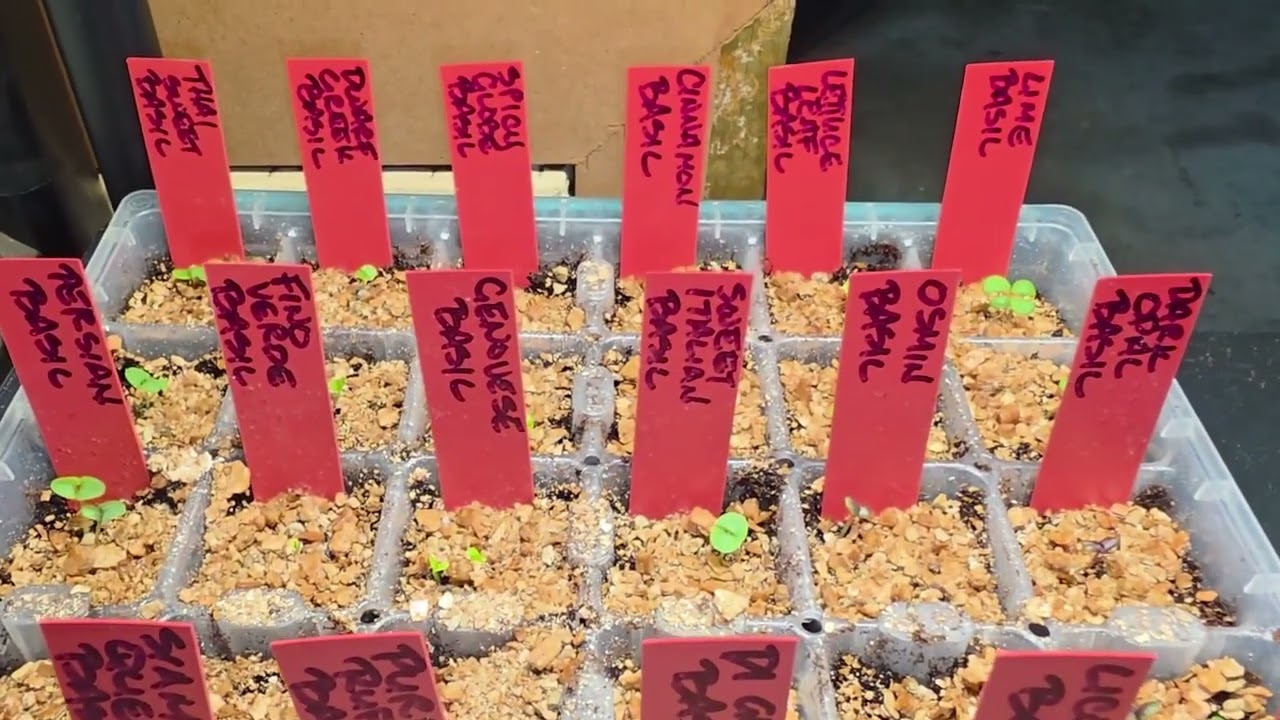 Зимняя рассада растет!