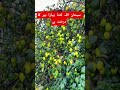 SubhanAllah kitna pyara bair ka darakht 🌿🍇✨#Shorts #Nature #SubhanAllah #DesiVibes #Viral